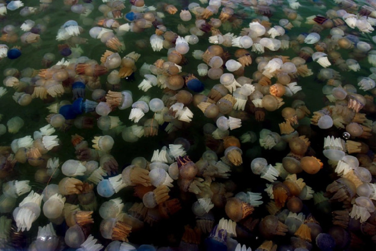 ตื่นตา!ภาพแมงกะพรุนลอยเต็มทะเลตราด