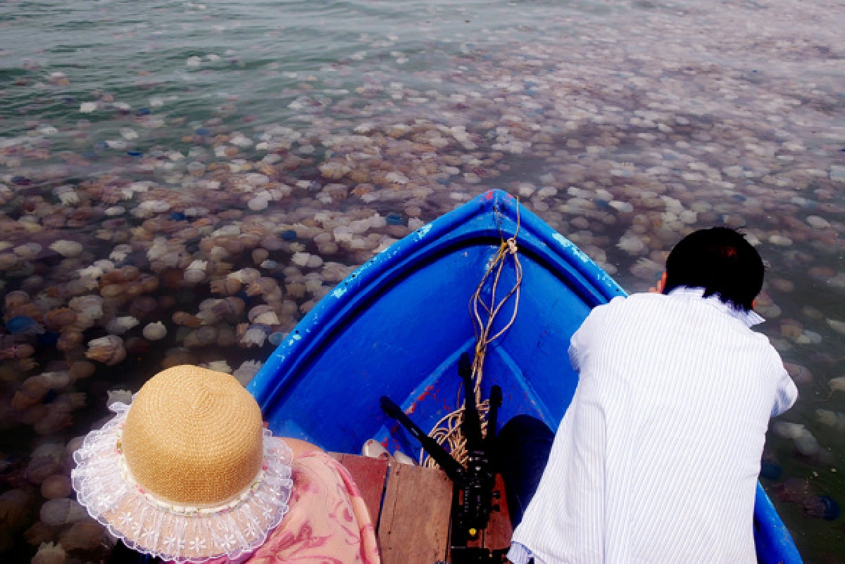ตื่นตา!ภาพแมงกะพรุนลอยเต็มทะเลตราด