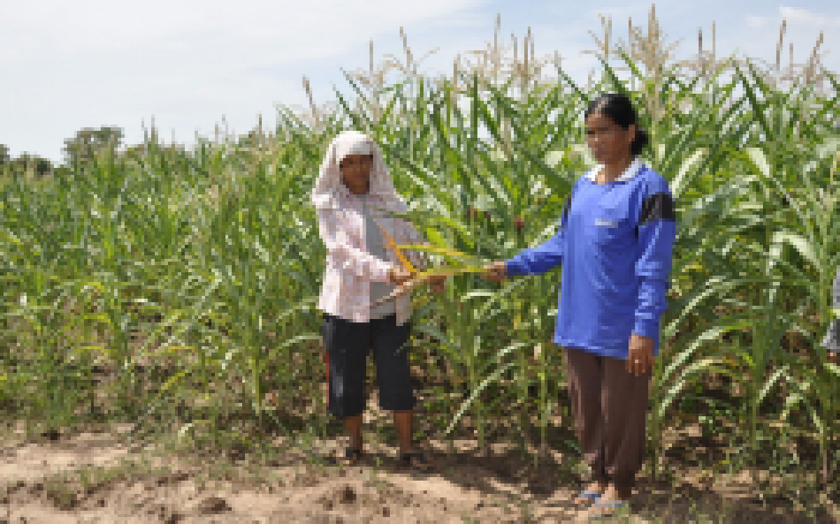 โคราชแล้งข้าวโพดเฉาตายกว่า500ไร่