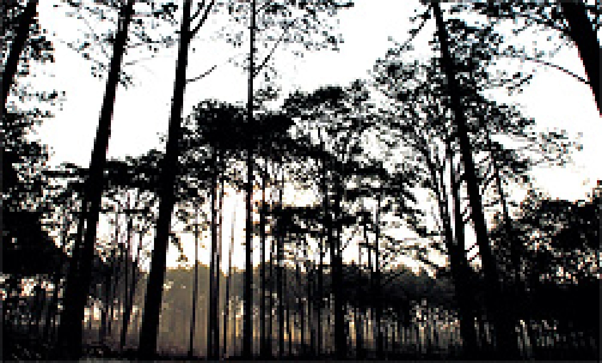 DSI MAP : นวัฒกรรมพิสูจน์สิทธิ "ป่ารุกคน-คนรุกป่า"