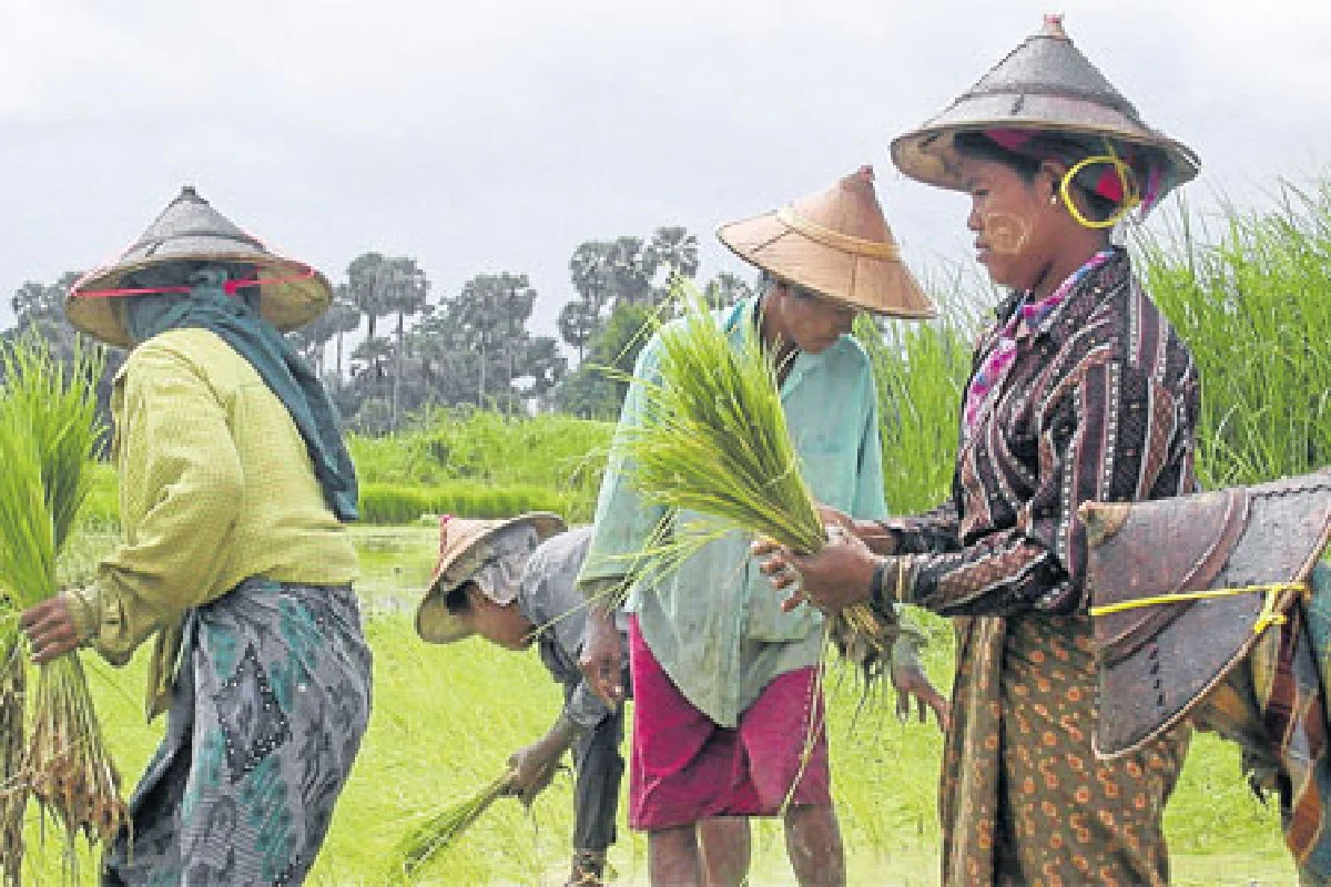 ข้าวพม่าทวงบัลลังก์เร่งเพิ่มผลผลิตเสริมศักยภาพส่งออก