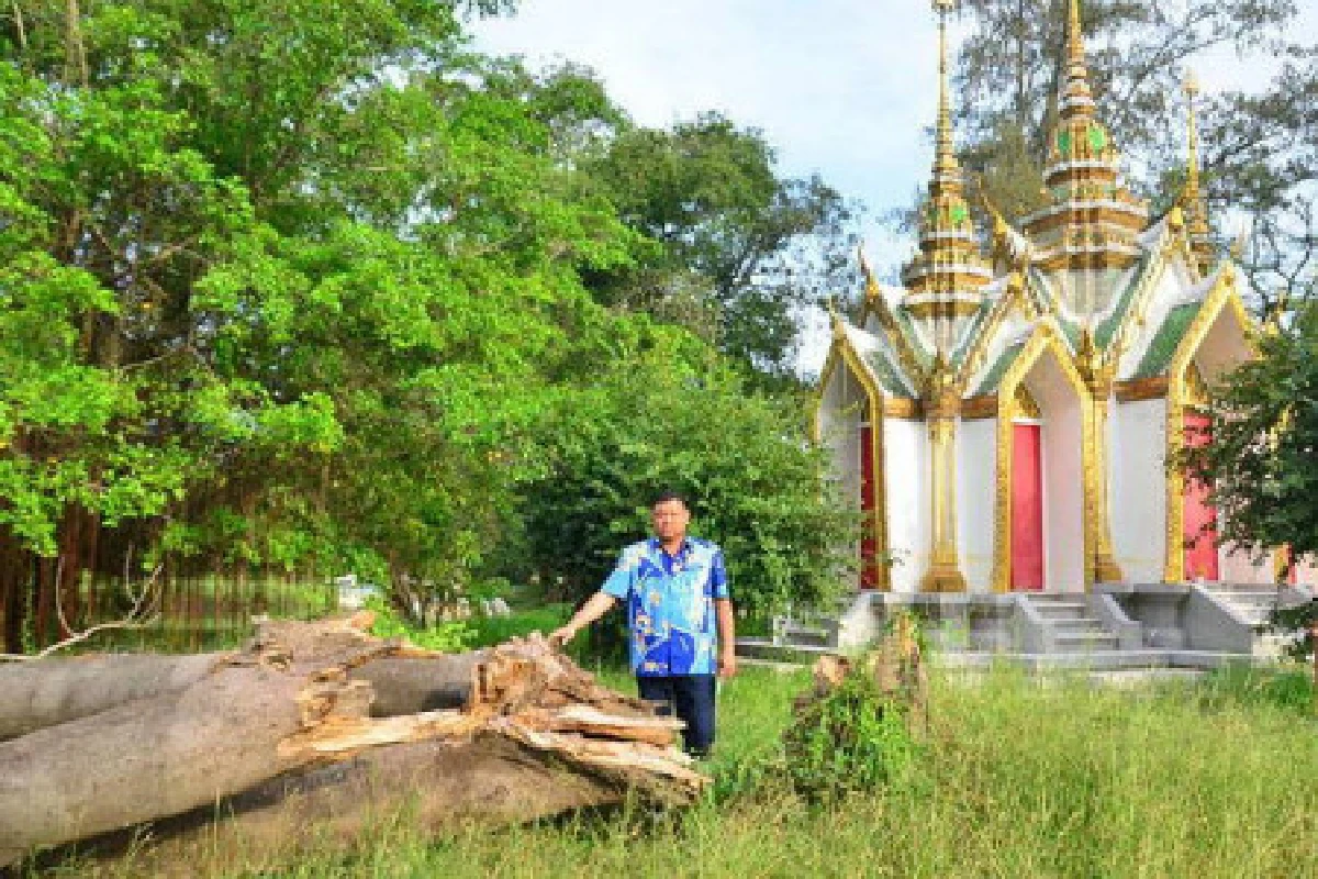 ต้นไม้ประจำจังหวัดอยุธยาเจอน้ำท่วมตาย