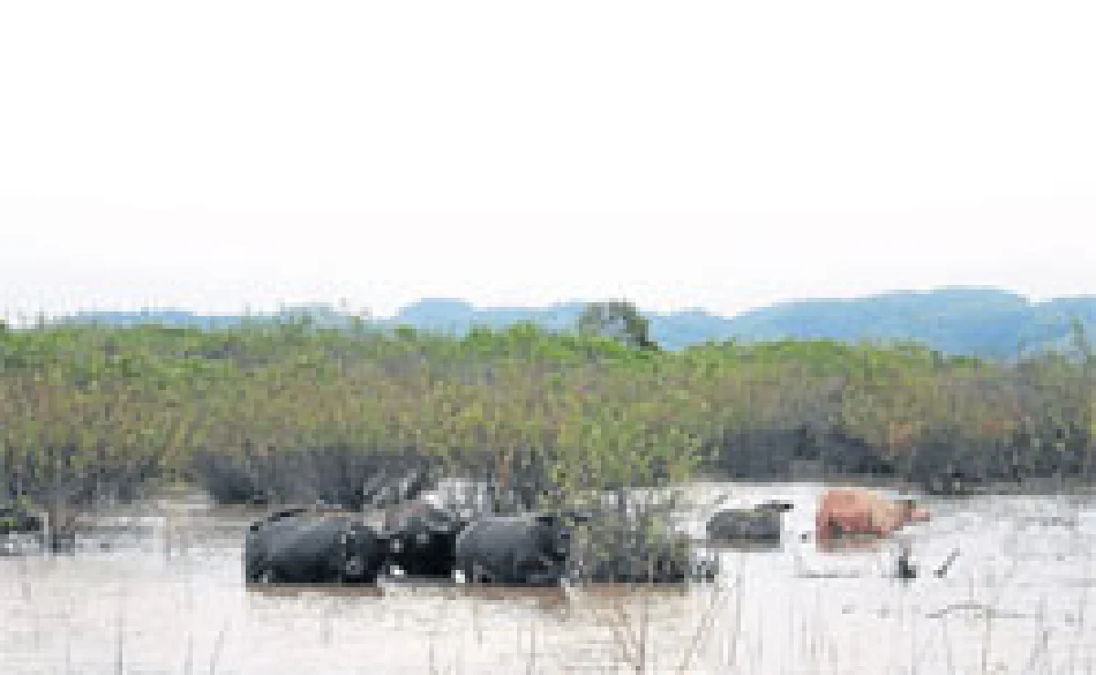 ยื้อเวลาช่วงสุดท้ายปางควายเวียงหนองหล่ม