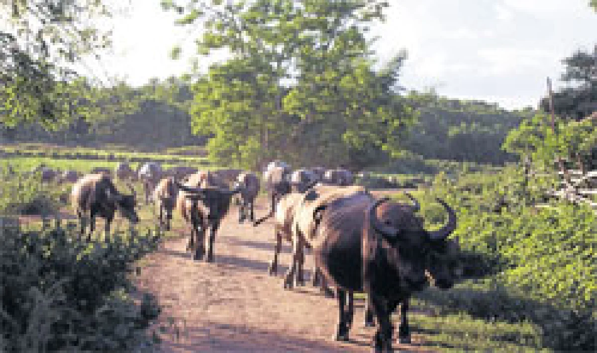 ยื้อเวลาช่วงสุดท้ายปางควายเวียงหนองหล่ม