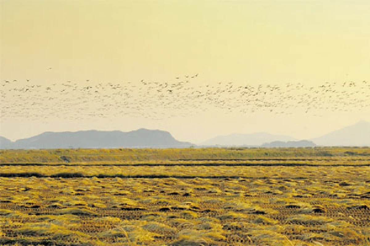 อุตสาหกรรมเกาหลีกับวิถีเกษตรกรรม