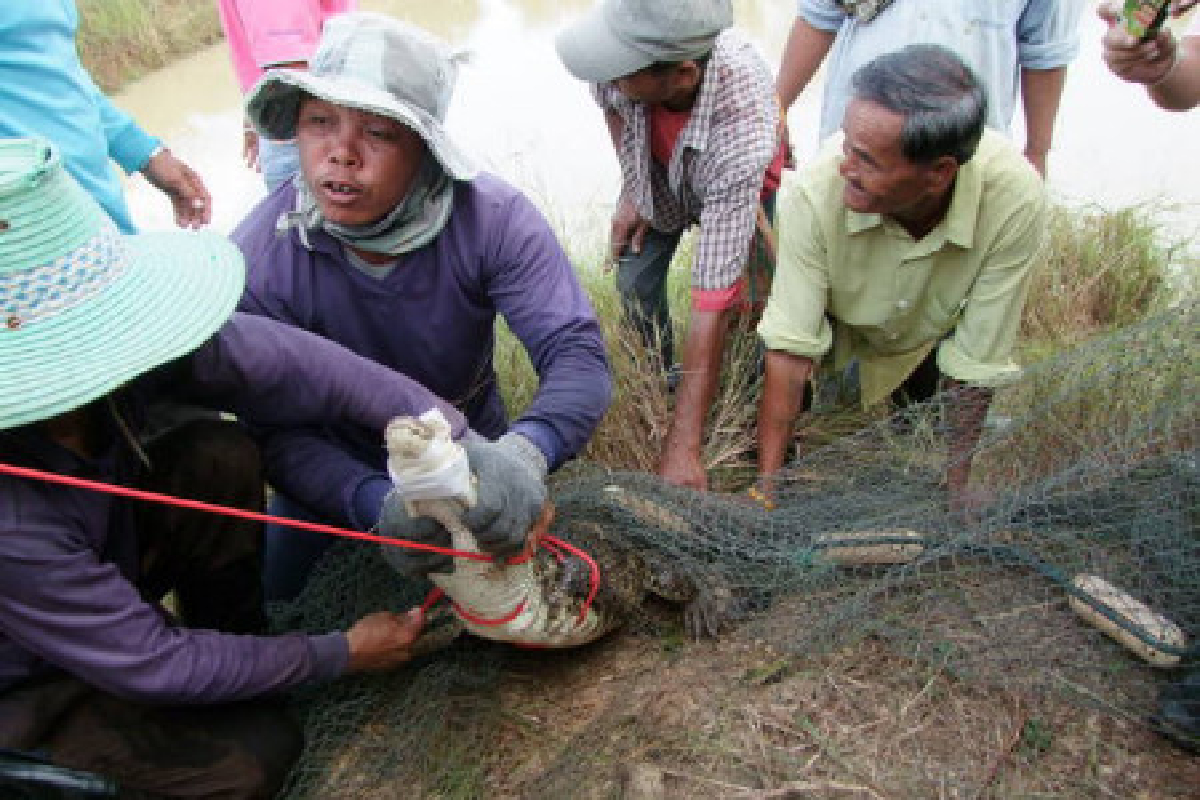 ชาวบุรีรัมย์ตื่นจระเข้โผล่ทุ่งนา ชาวบุรีรัมย์ตื่นจระเข้โผล่ทุ่งนา
