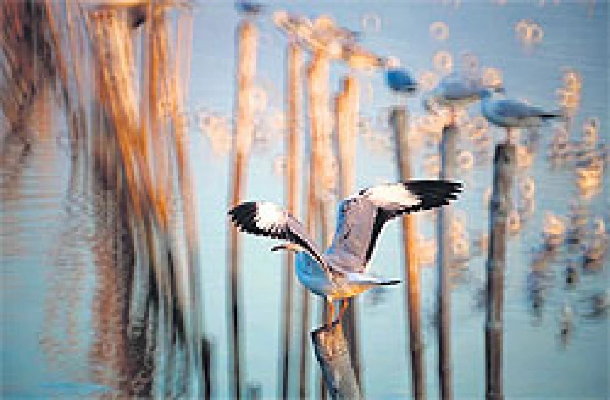 ‘จากตาเราสู่ใจเขา’ ศิลปะภาพถ่ายเพื่อคนตาบอด