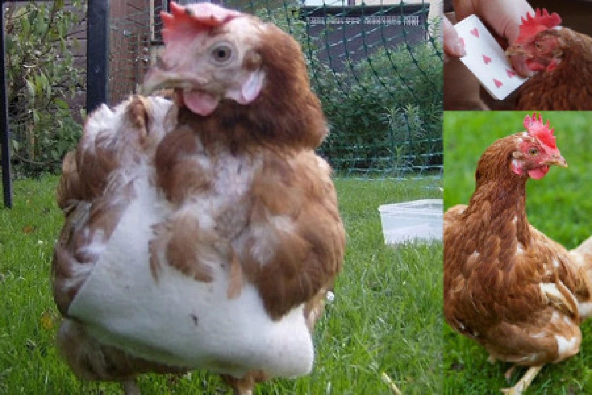 ทึ่ง!ไก่อัจฉริยะนับเลขได้