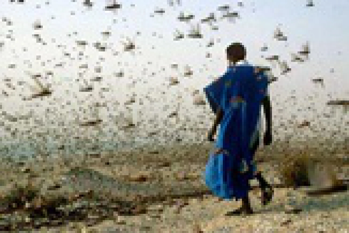 swarm
