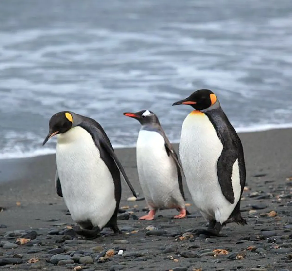 Giant penguins: From 34 million years ago