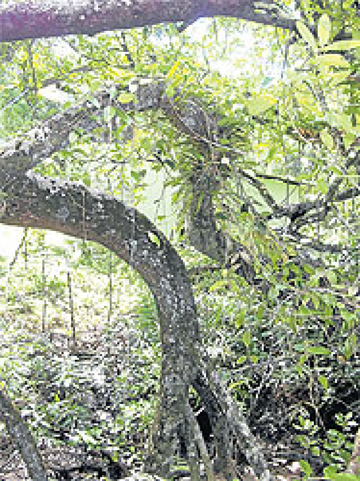 กล้วยไม้บานเหนือลำตะคอง