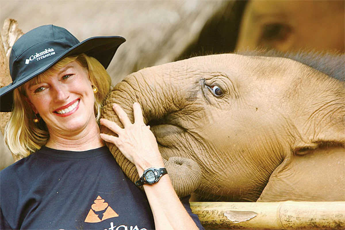 Captive elephants "suffering"