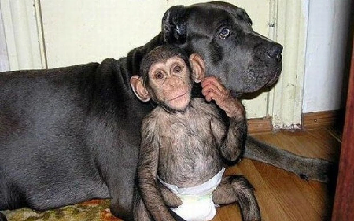 น่ารัก!หมาเลี้ยงลูกลิง