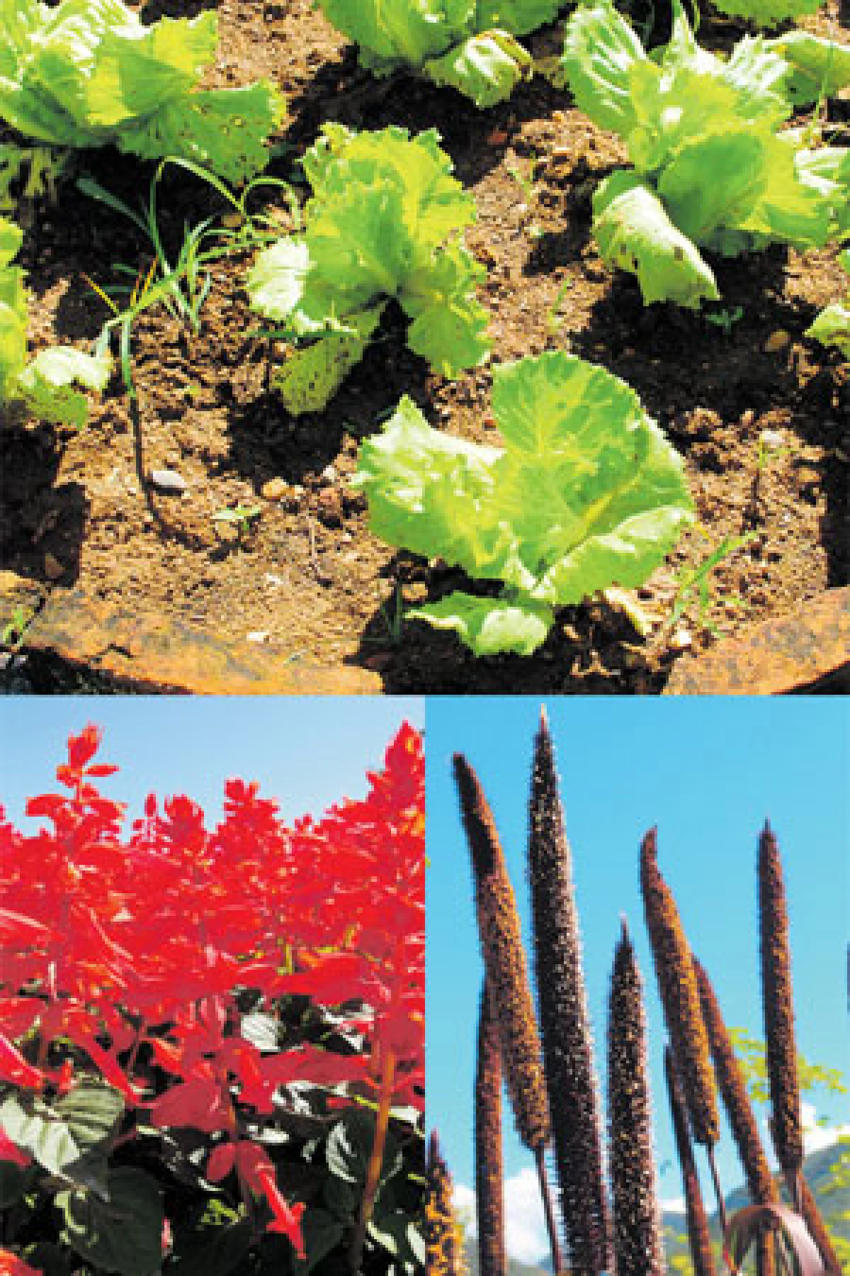 ดอกไม้บาน ผักสะพรั่ง ณ บ้านกุงแกง