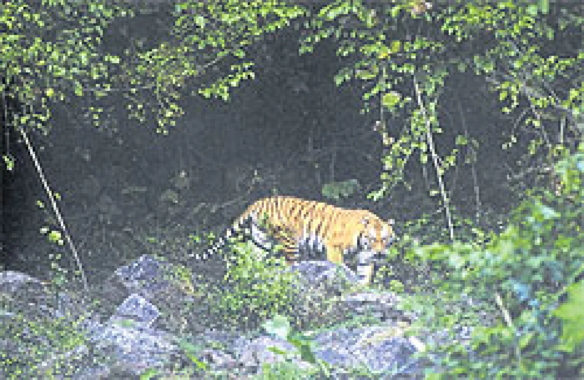 อนาคตสดใสของเสือโคร่งไทย