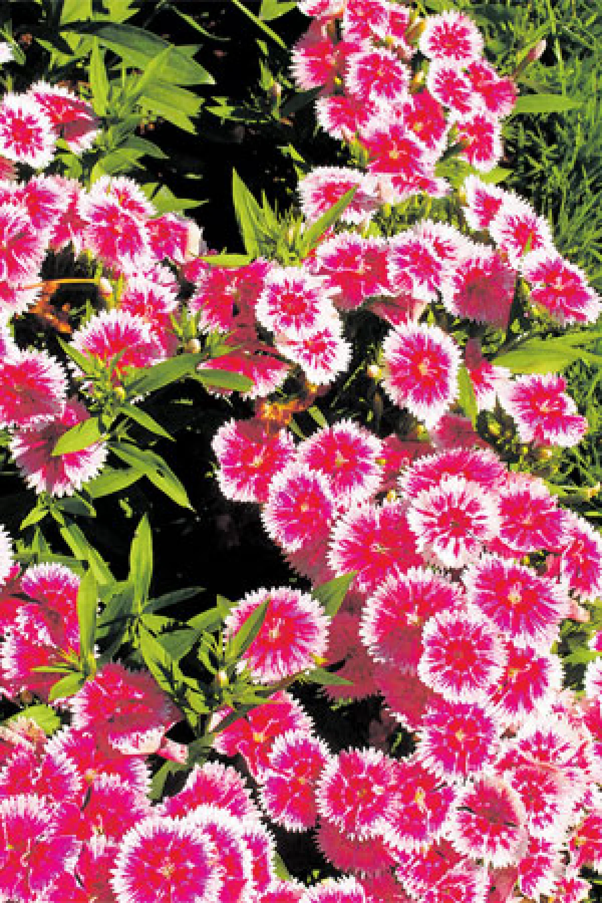 ดอกไม้บาน ผักสะพรั่ง ณ บ้านกุงแกง