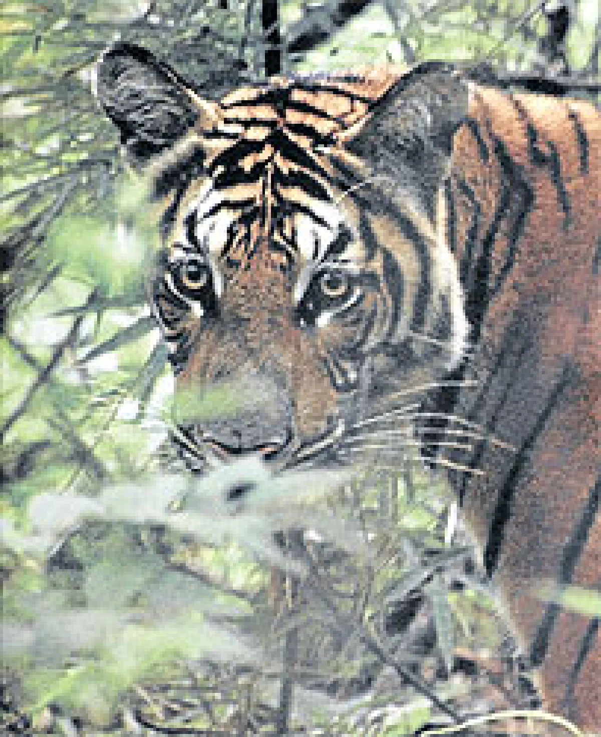 อนาคตสดใสของเสือโคร่งไทย