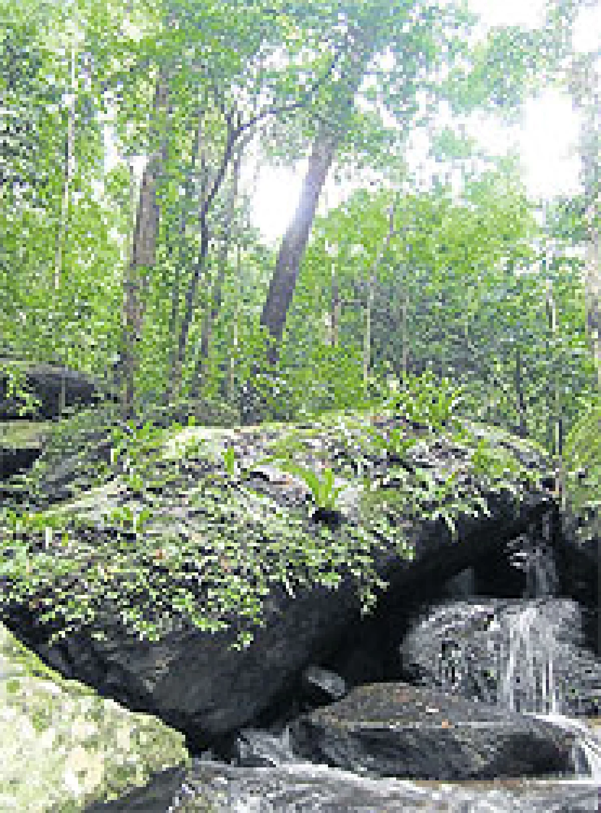 ต้นไม้ ต้นน้ำที่ยั่งยืน