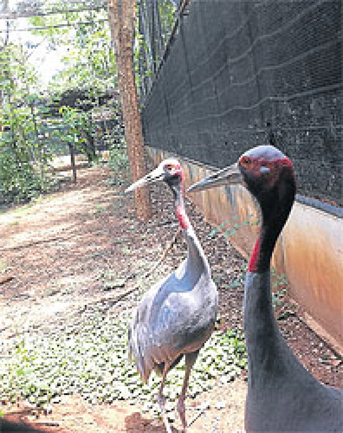 Behind the Zoo ตอน สวนสัตว์ภายใต้ ‘โครงการพระราชดำริ’