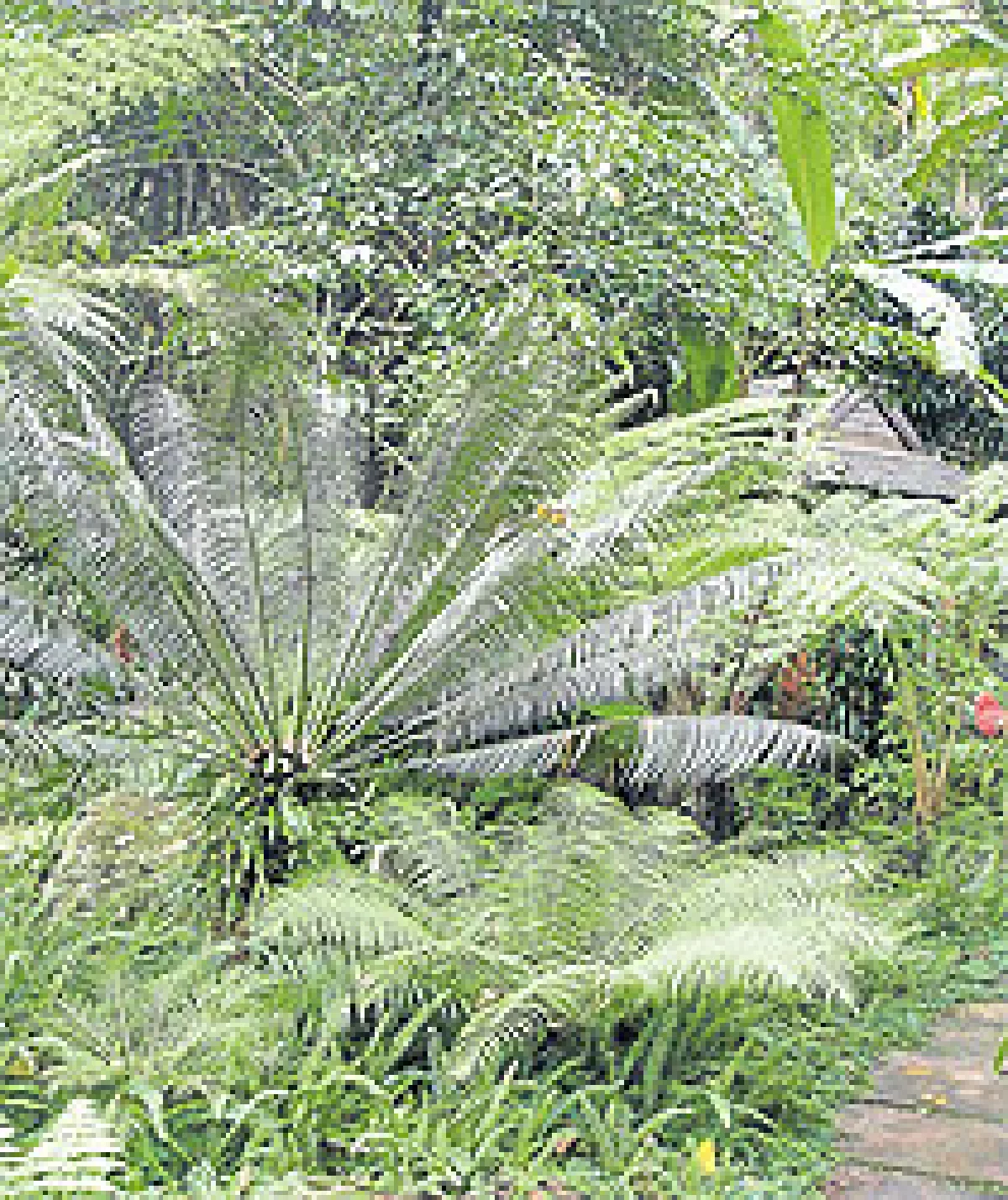 พันธุ์ไม้ถิ่นแอฟริกาใต้ในเมืองไทย (1)