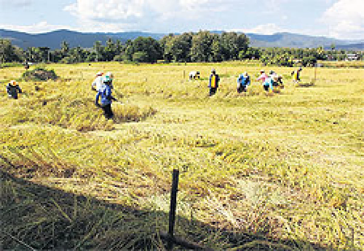 ฟื้นประเพณีลงแขกทำนาสู้ค่าแรง300