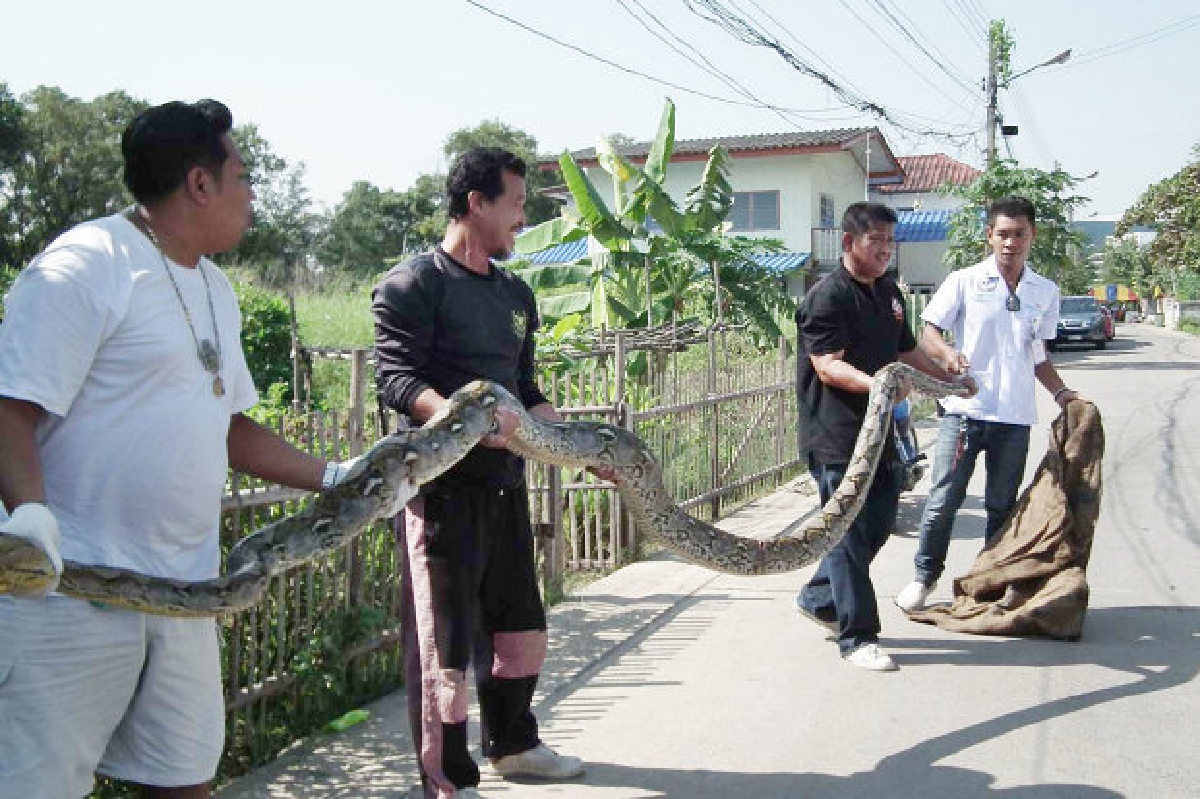งูเหลือมตัวยาว5เมตรโผล่ธัญบุรีรัดหมา งูเหลือมตัวยาว5เมตรโผล่ธัญบุรีรัดหมา