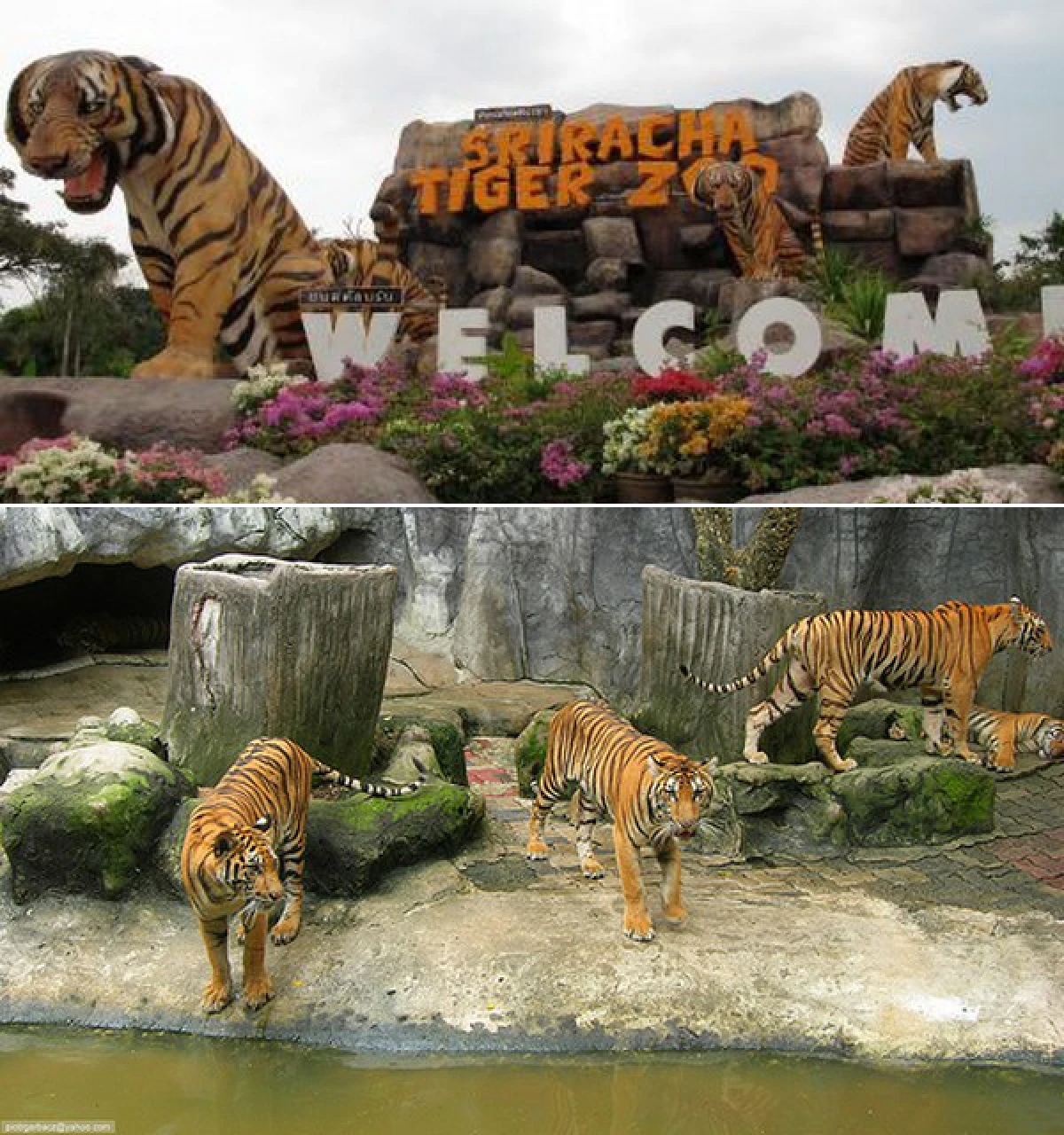 Tiger export charge against Plodprasop