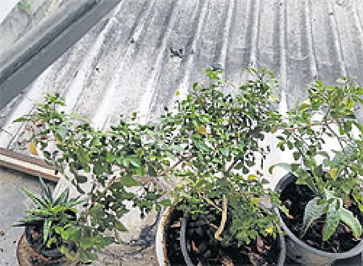 สวนดอกไม้และแมลง