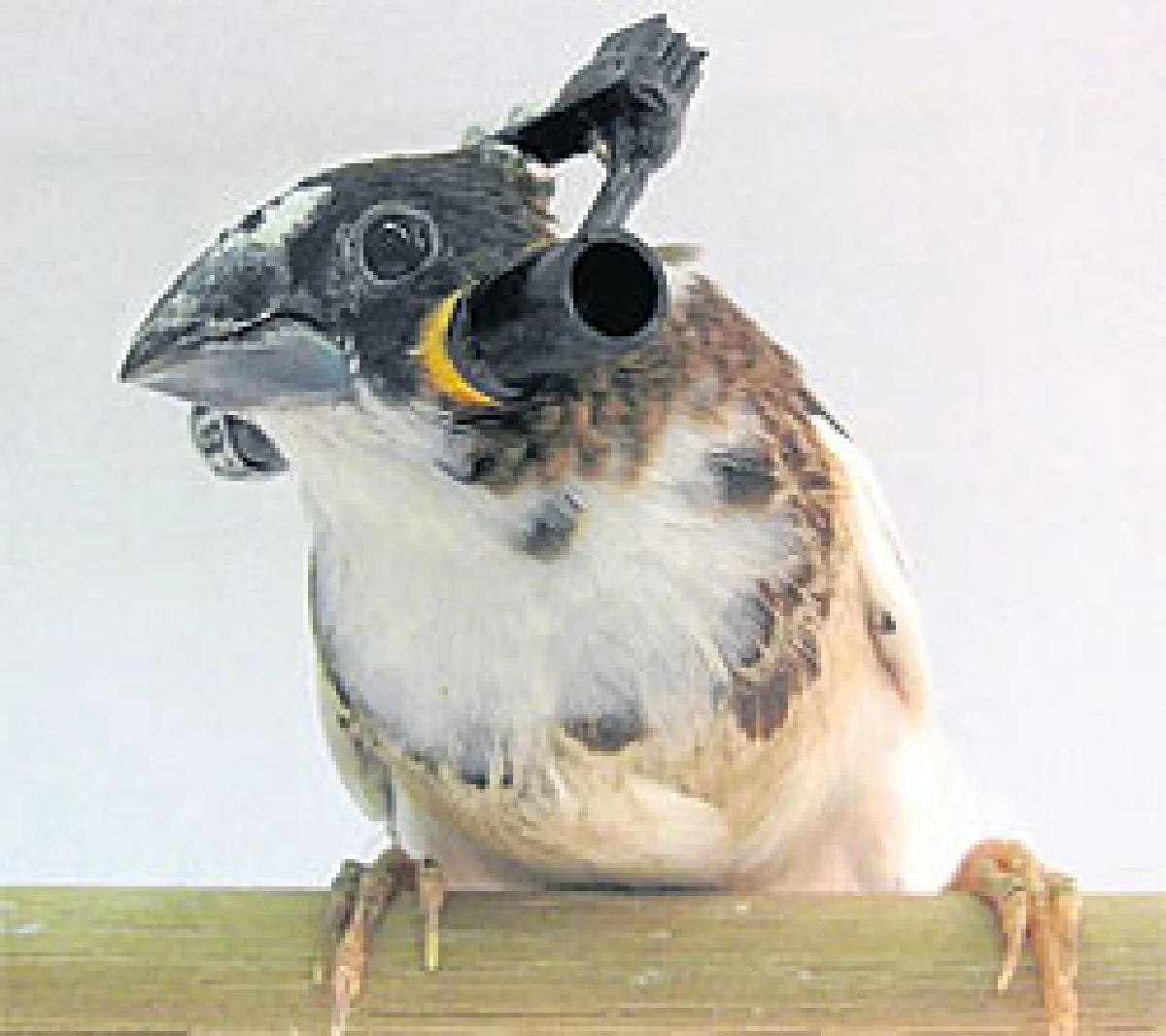 ผุดหูฟังสุดอัจฉริยะเปลี่ยนเสียงนกร้อง