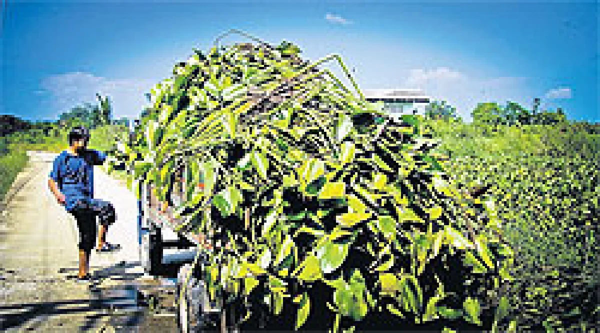 แปรผักตบชวาเป็นถ่านอัดแท่ง