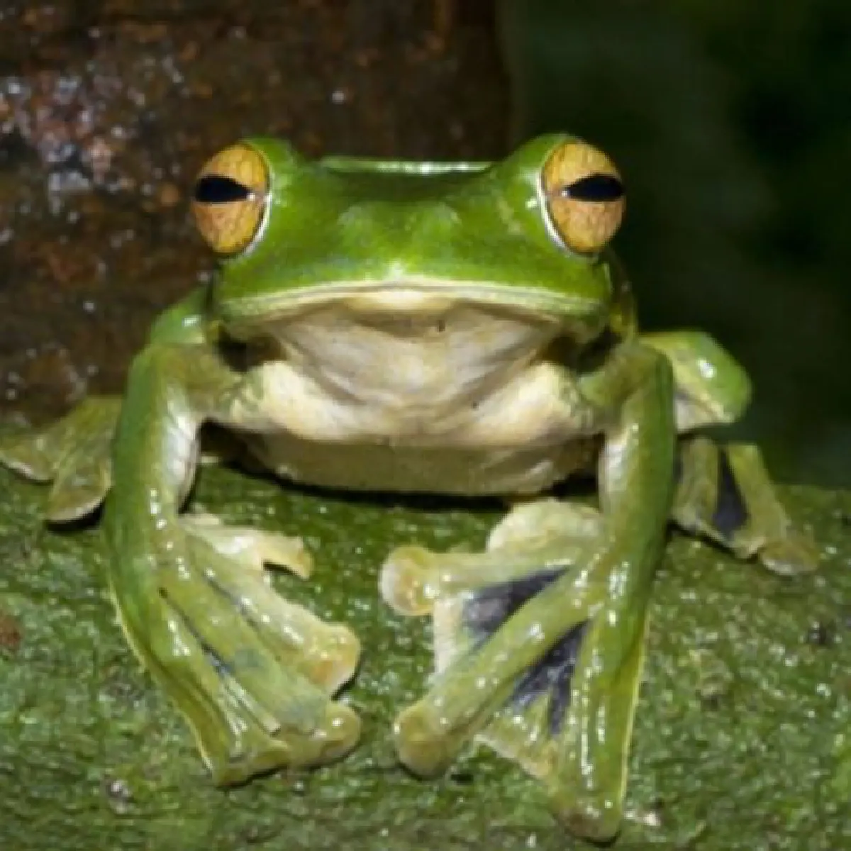 Flying frog discovered in Vietnam