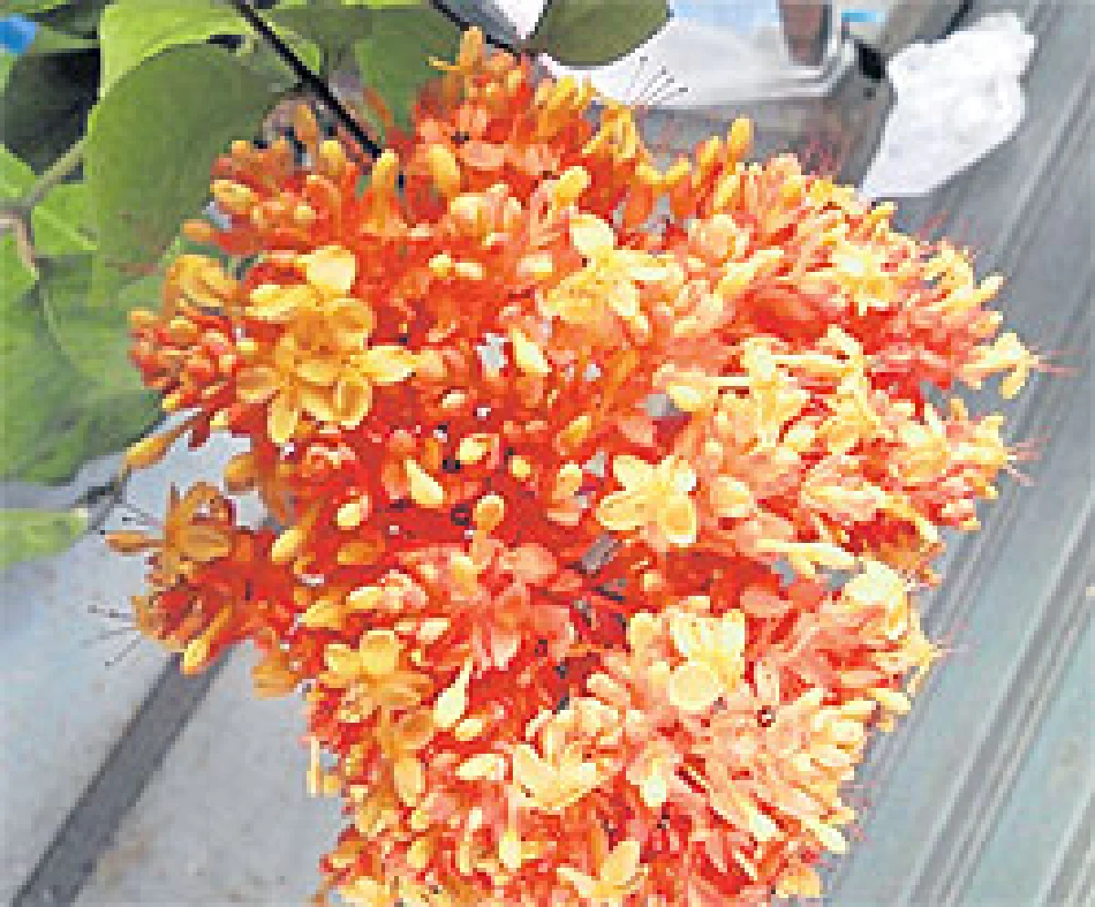 อโศกกับกามนิตและวาสิฏฐี