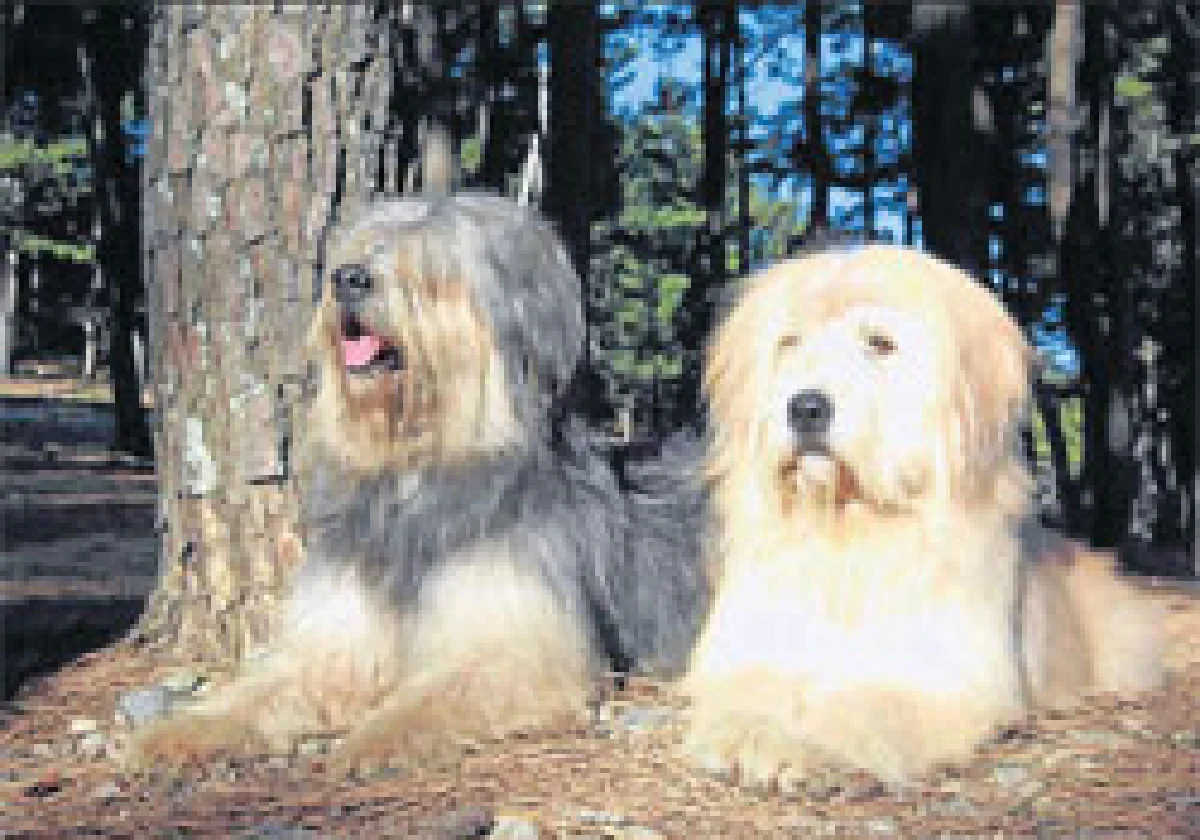 ซับซาลแก...ซุปเปอร์ด๊อก