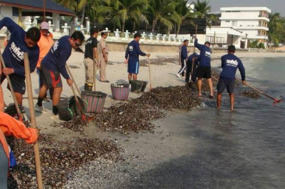 หัวหินเร่งเก็บซากหอยเกยเกลื่อนหาด หัวหินเร่งเก็บซากหอยเกยเกลื่อนหาด