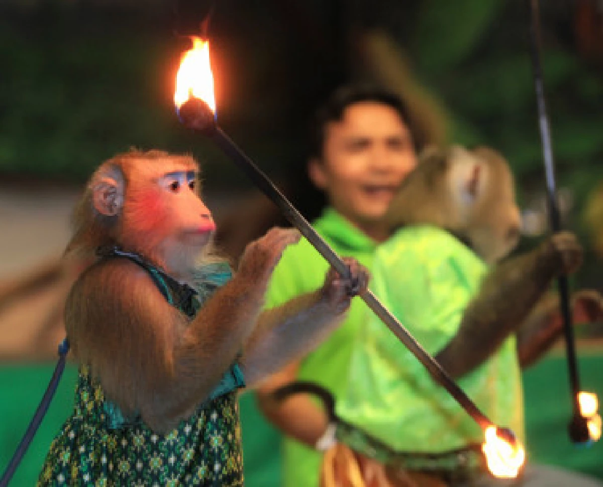 คณะประกิตซ้อมหนักเตรียมแสดงหน้าพระพักตร์