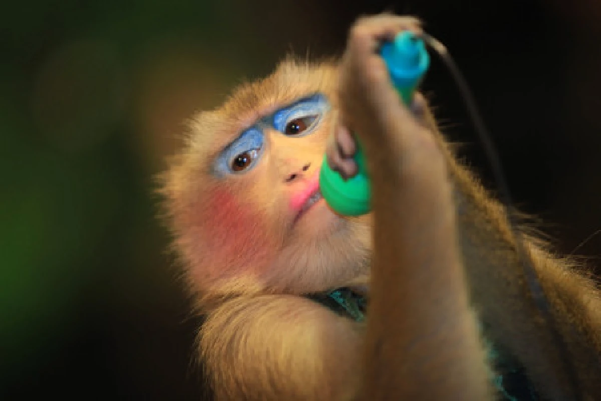 คณะประกิตซ้อมหนักเตรียมแสดงหน้าพระพักตร์