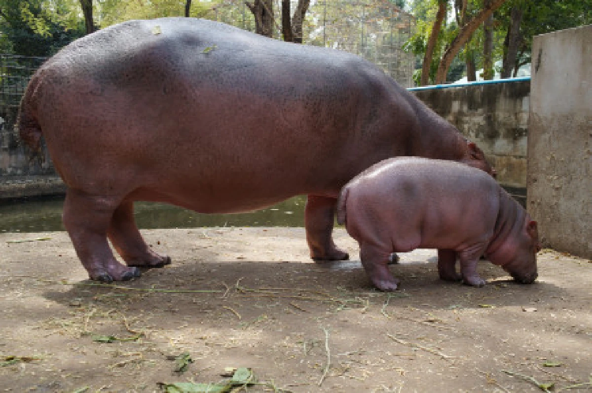 สวนสัตว์ศรีสะเกษชวนตั้งชื่อลูกฮิปโป