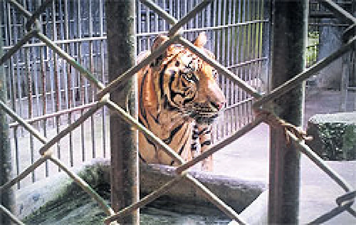 โลกมองไทย