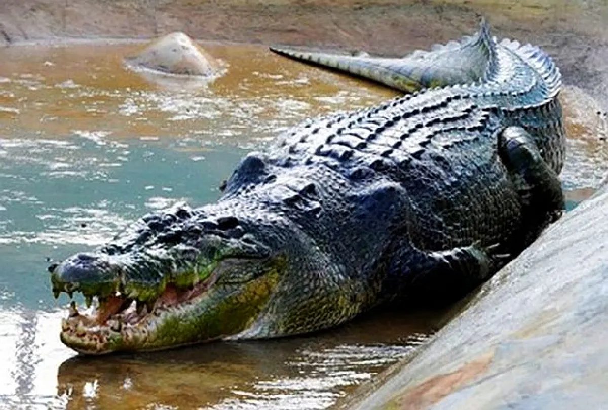 World's largest crocodile dies: 6.17 metres long