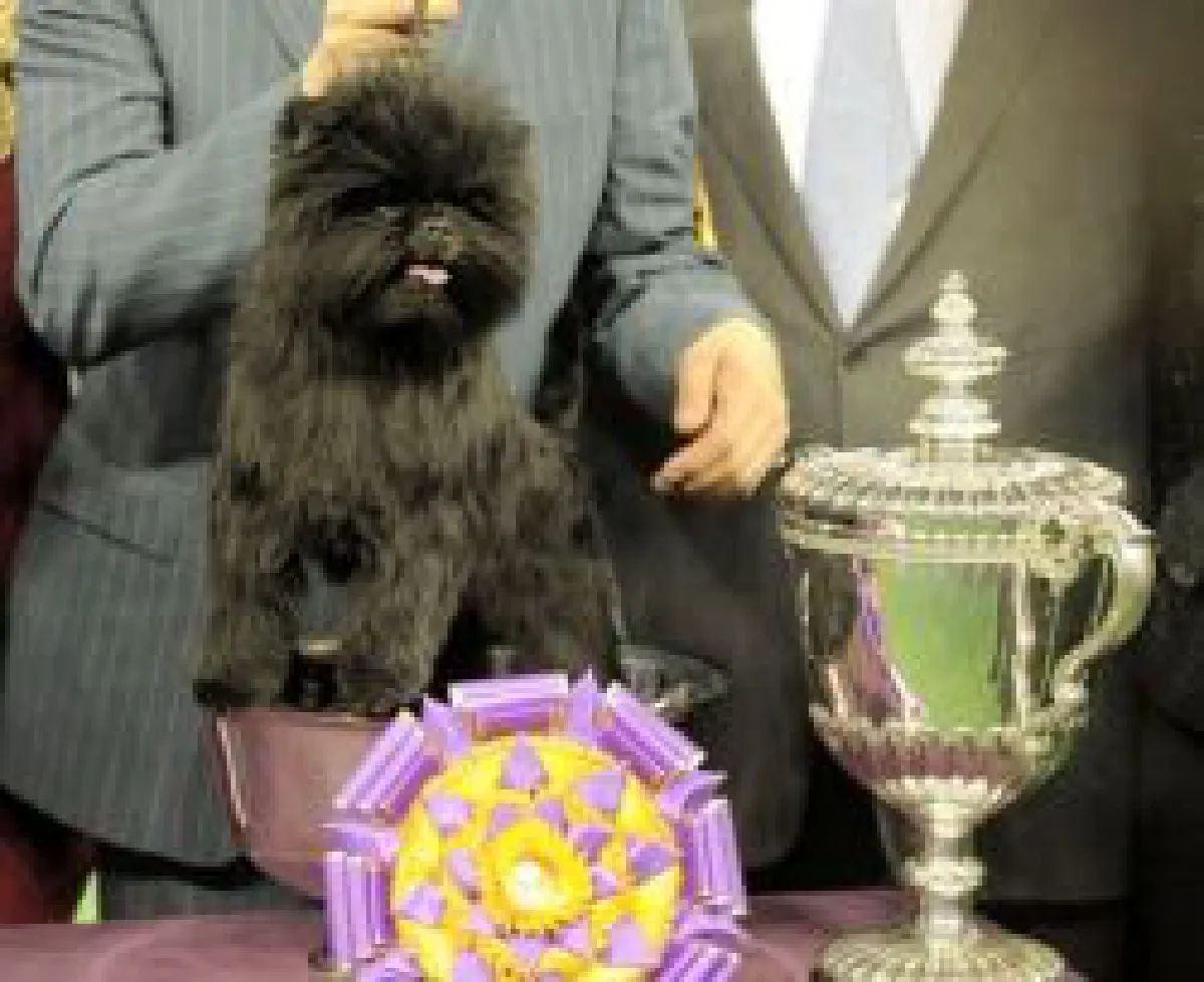 US top dog is tiny & cute