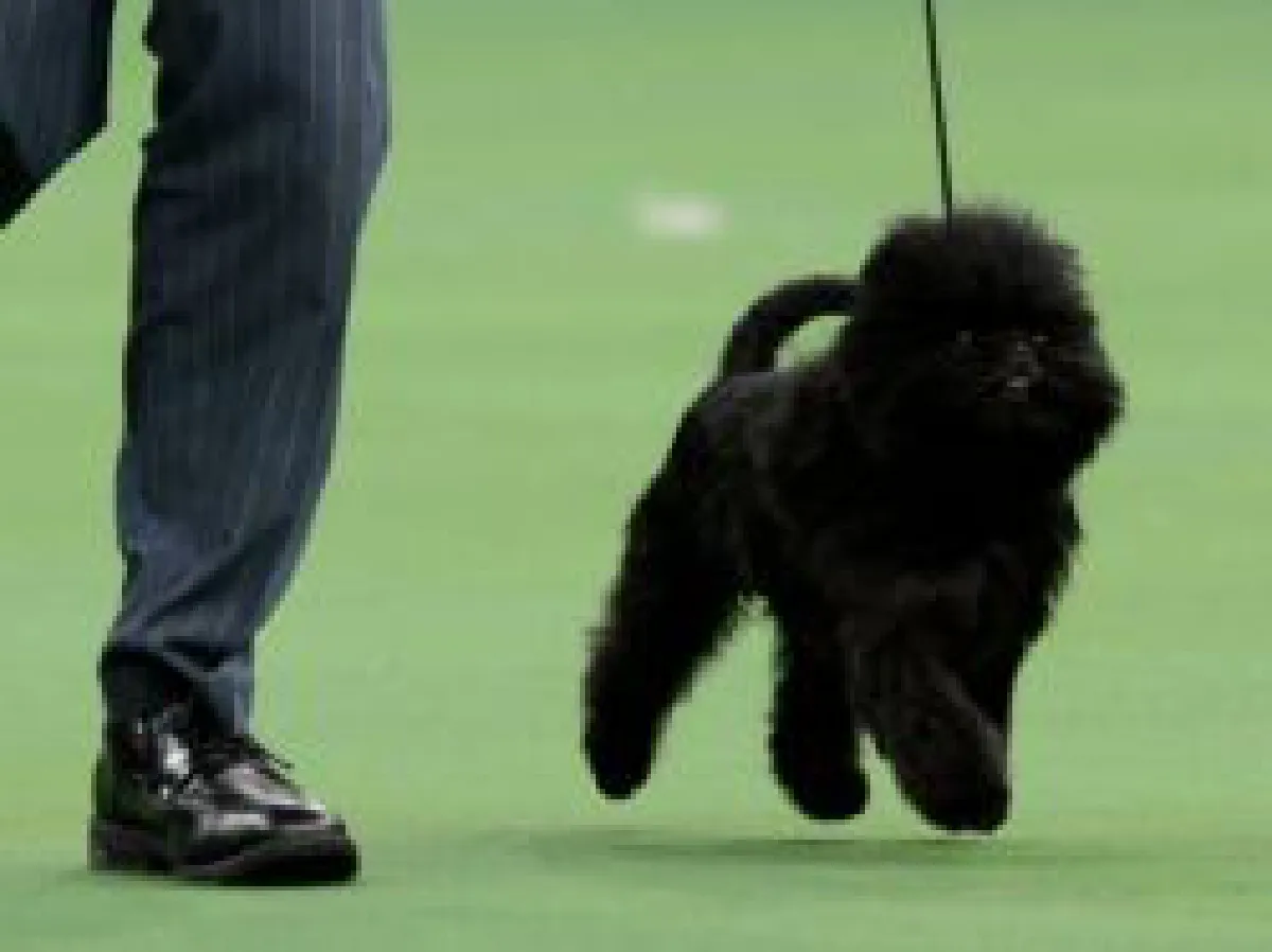 US top dog is tiny & cute