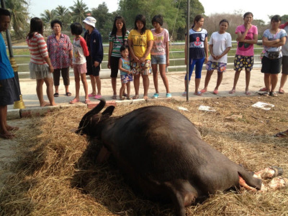 พบแล้วควายประทานสลดถูกเชือดคาโรงฆ่าสัตว์