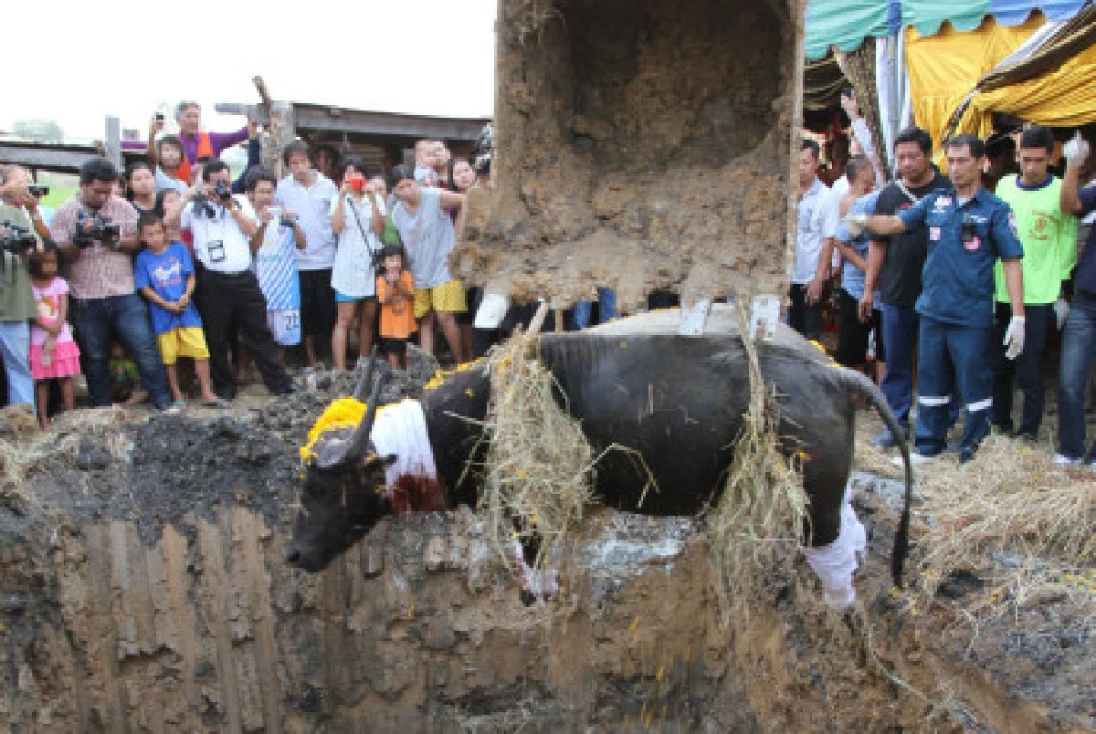 พบแล้วควายประทานสลดถูกเชือดคาโรงฆ่าสัตว์