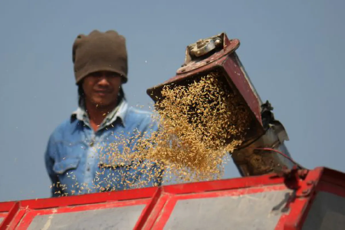 Rice exports: Govt likely to lose money