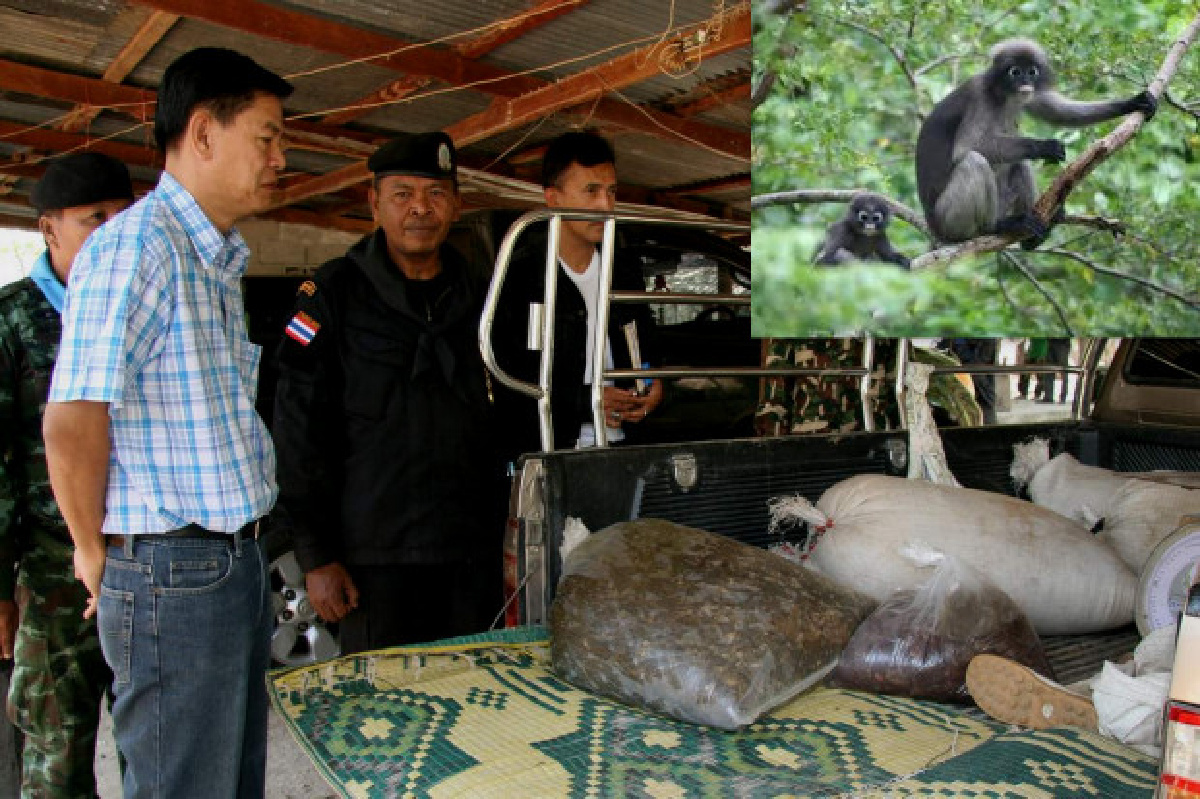 จนท.ราชบุรีสกัดลักลอบค้าเนื้อค่างเทา จนท.ราชบุรีสกัดลักลอบค้าเนื้อค่างเทา