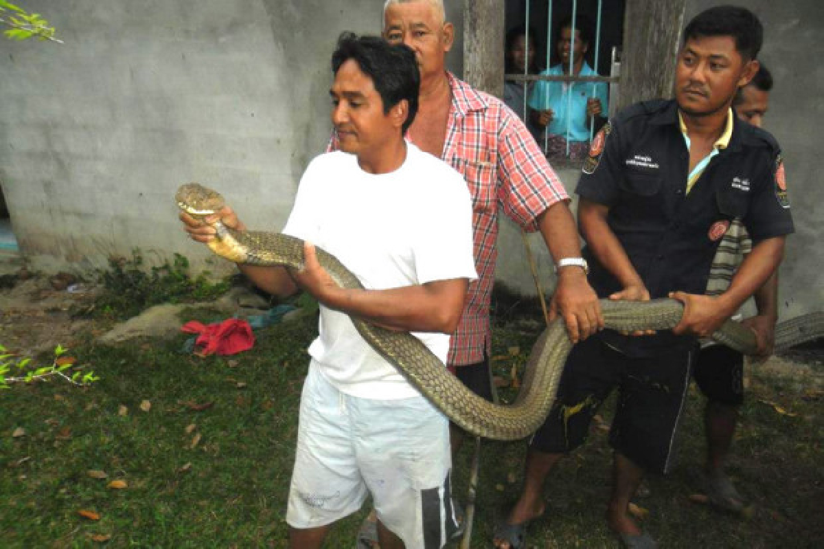 ชาวตรังฮือฮาพบจงอางยักษ์ยาว5เมตร ชาวตรังฮือฮาพบจงอางยักษ์ยาว5เมตร