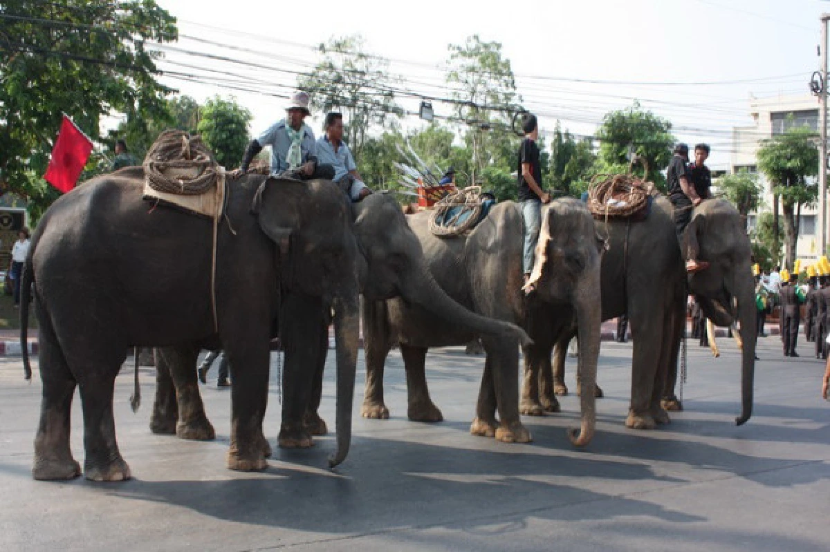 สุรินทร์จัดงานวันช้างไทยจี้หยุดฆ่าชิงงา-ลูก