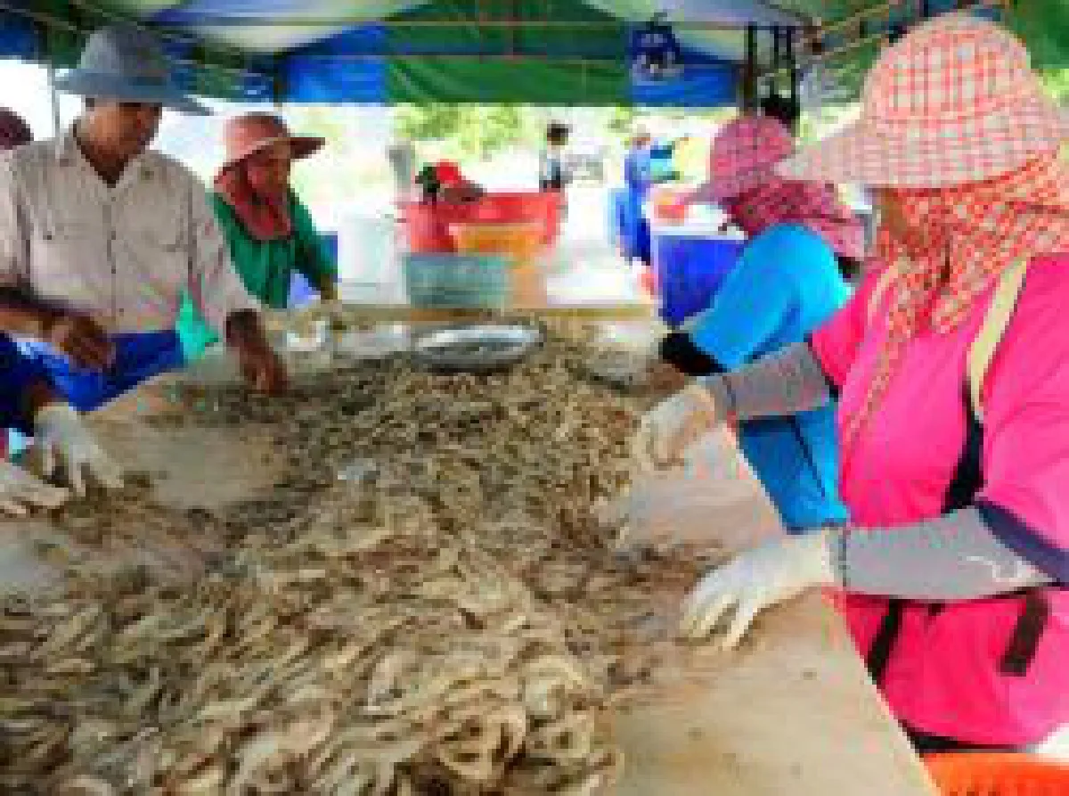 Seafood industry: Slave labour & environmental destruction?