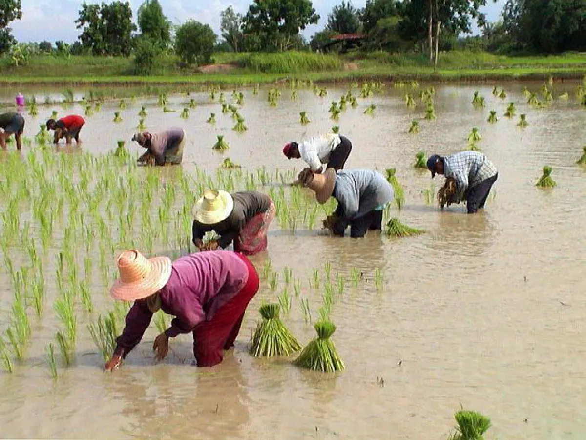 Govt controls rice price, small farmer businesses fail