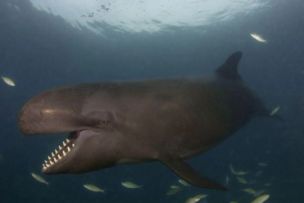 โลมายิ้ม